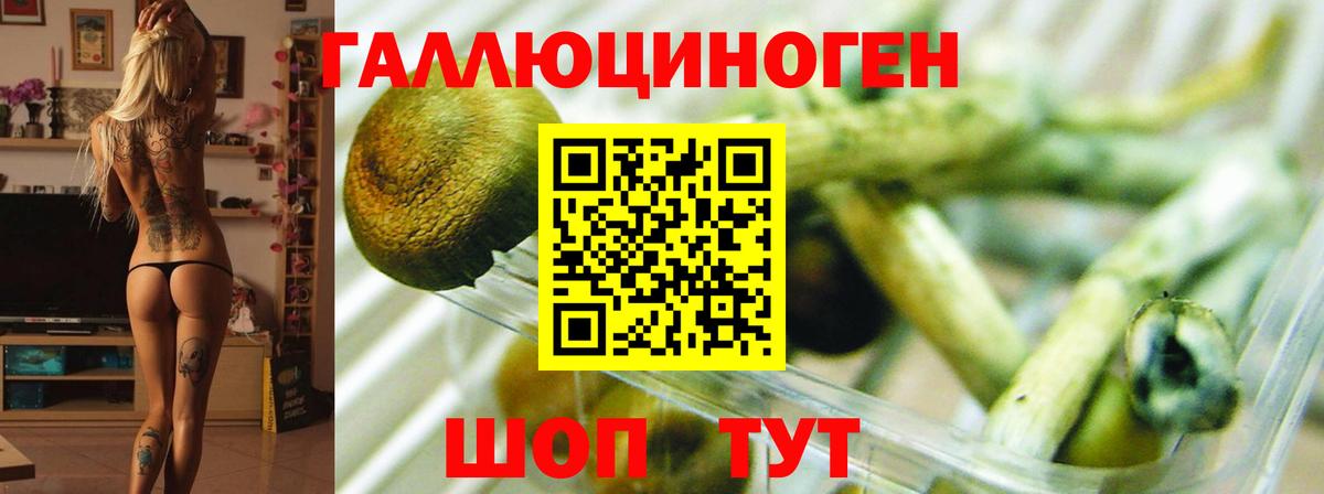 Тайшет  Псилоцибиновые грибы MAGIC MUSHROOMS  Вход с VPN  Псилоцибиновые грибы Magic Shrooms 